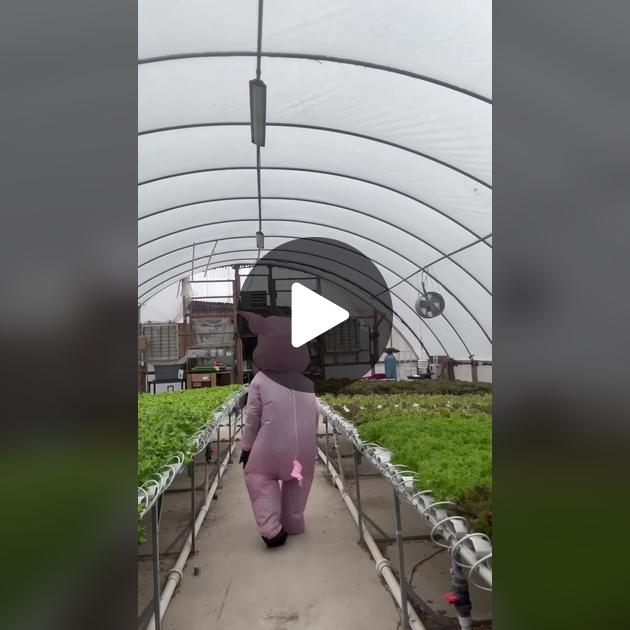 Hydrogarden Flashback () Hydrogarden Flashback